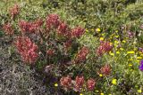 Rumex tuberosus ssp. creticus