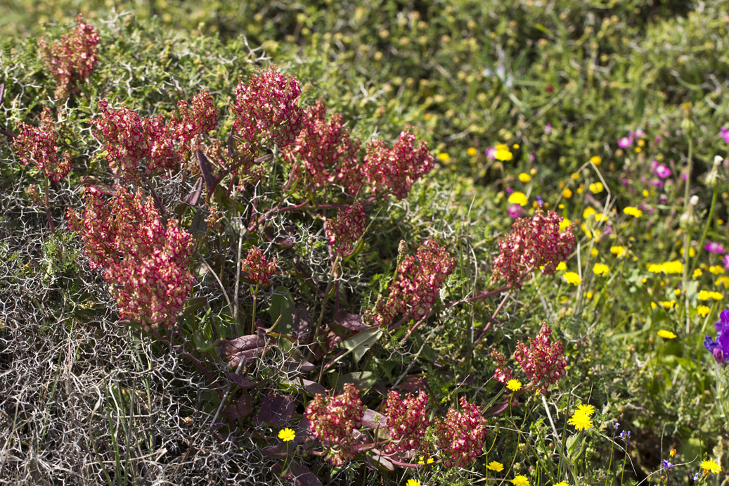 Изображение особи Rumex tuberosus ssp. creticus.