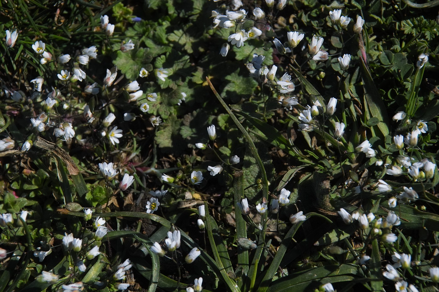 Изображение особи Erophila verna.