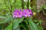 Rhododendron ponticum. Верхушка ветки с соцветием. Краснодарский край, окр. Сочи, село Нижнеорехово, ущелье реки Сочи. 08.05.2015.