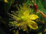 Hypericum androsaemum. Цветок и незрелый плод. Нидерланды, Гронинген, в городских посадках. 25 июня 2006 г.