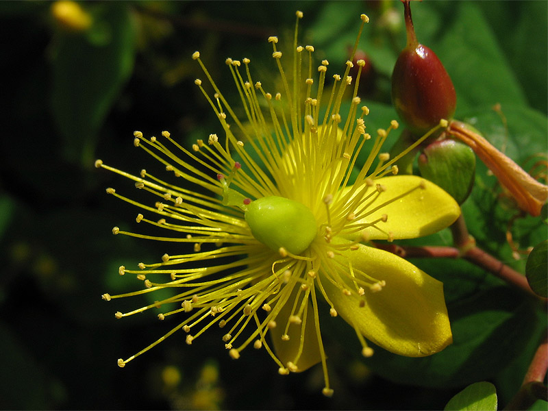 Изображение особи Hypericum androsaemum.