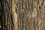 Quercus robur форма fastigiata