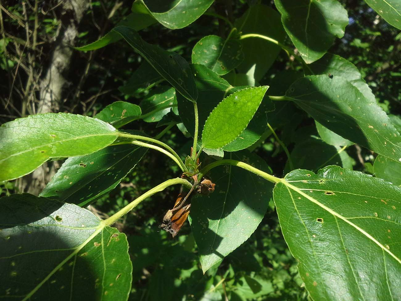 Изображение особи Populus longifolia.