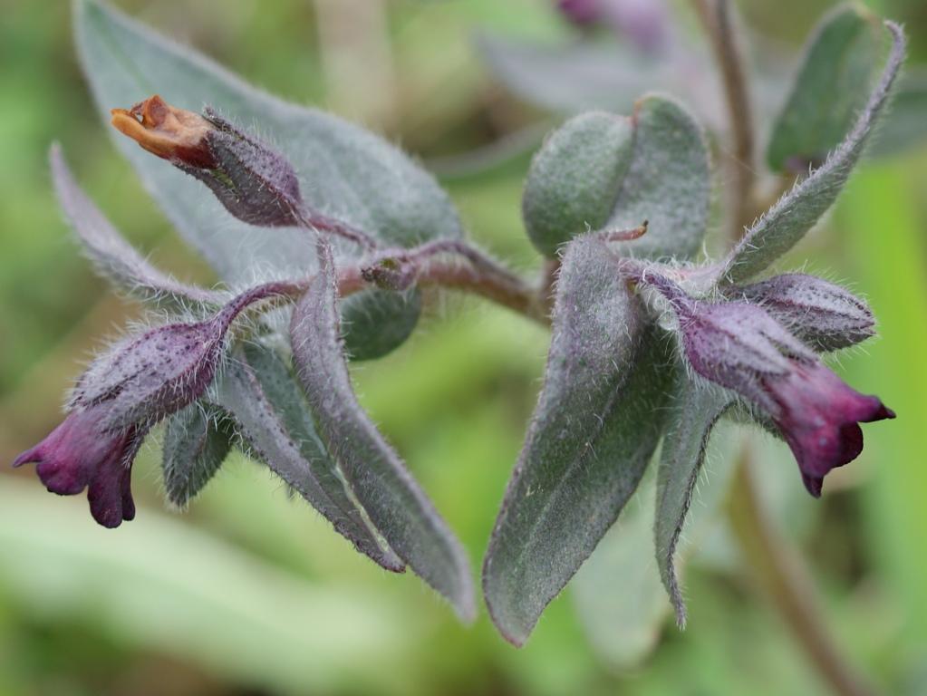 Image of Nonea rossica specimen.