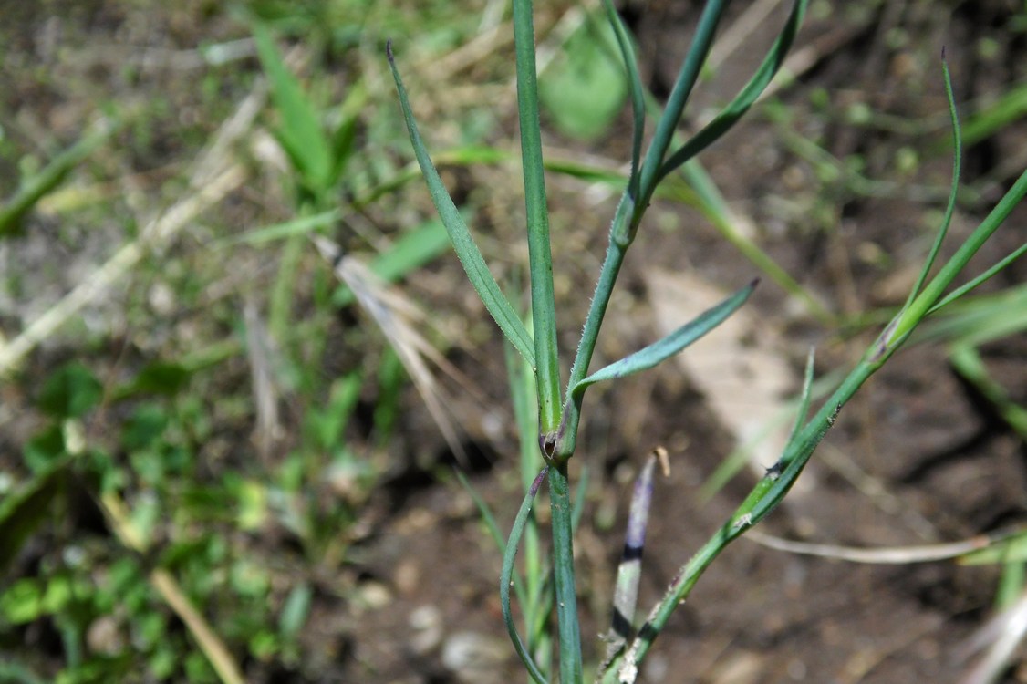 Изображение особи Petrorhagia prolifera.