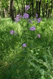 Hesperis sibirica