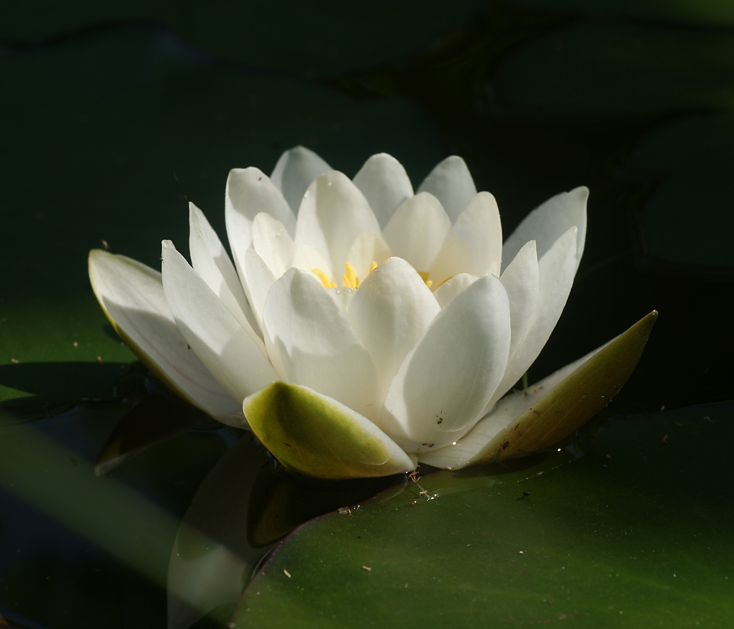 Изображение особи Nymphaea candida.