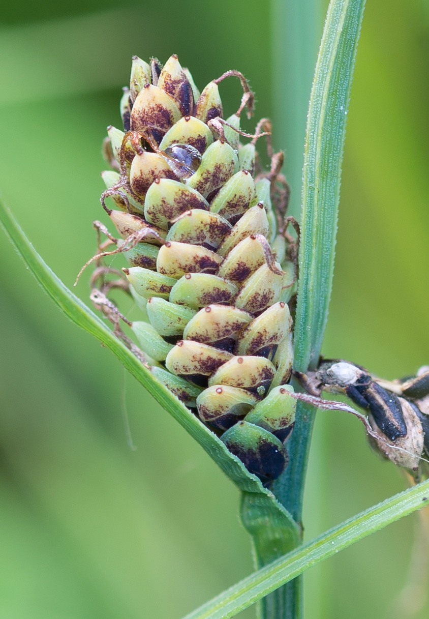 Изображение особи Carex nigra.