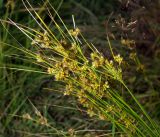 Juncus tenuis