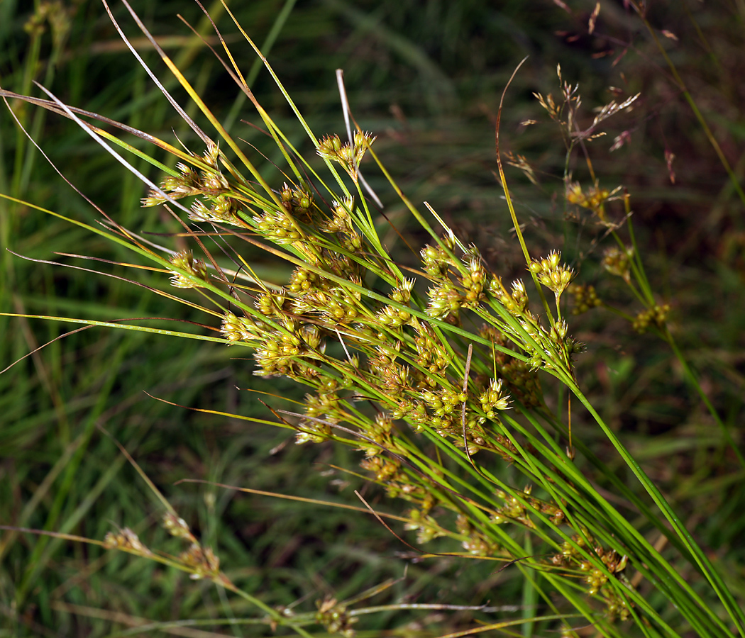 Изображение особи Juncus tenuis.