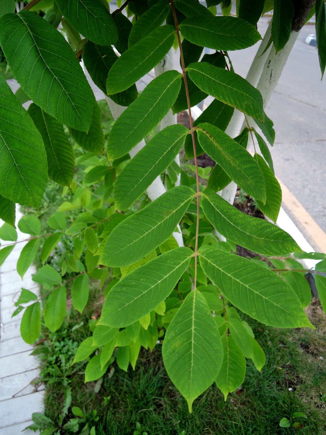 Image of Juglans mandshurica specimen.