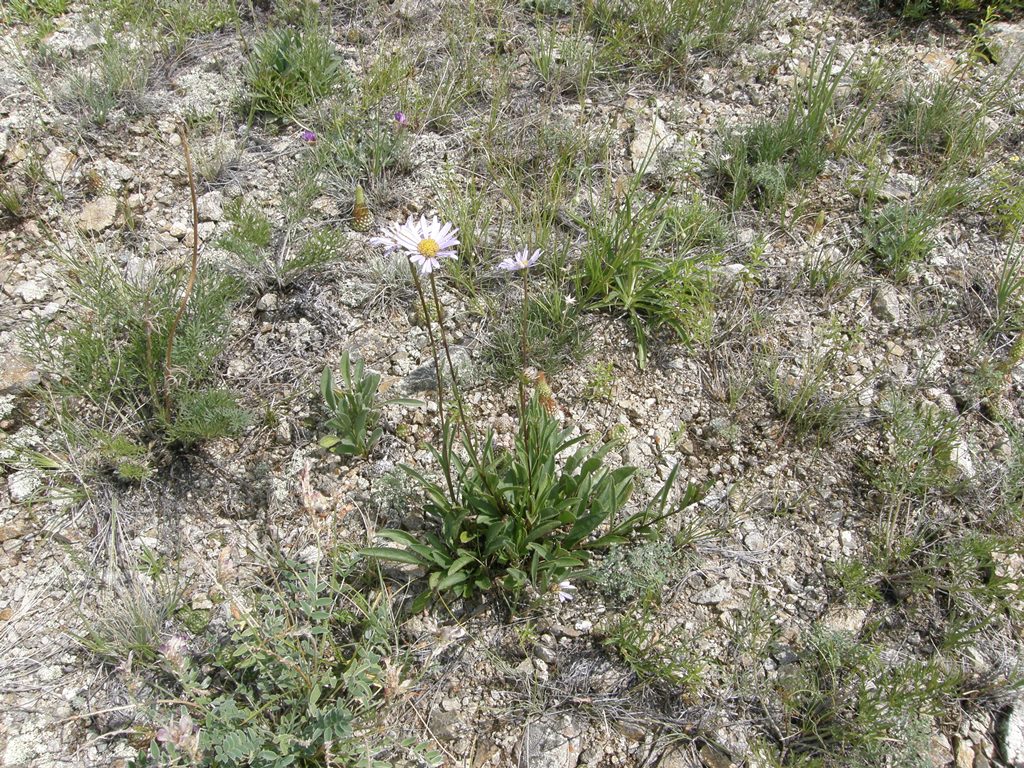 Изображение особи Aster serpentimontanus.