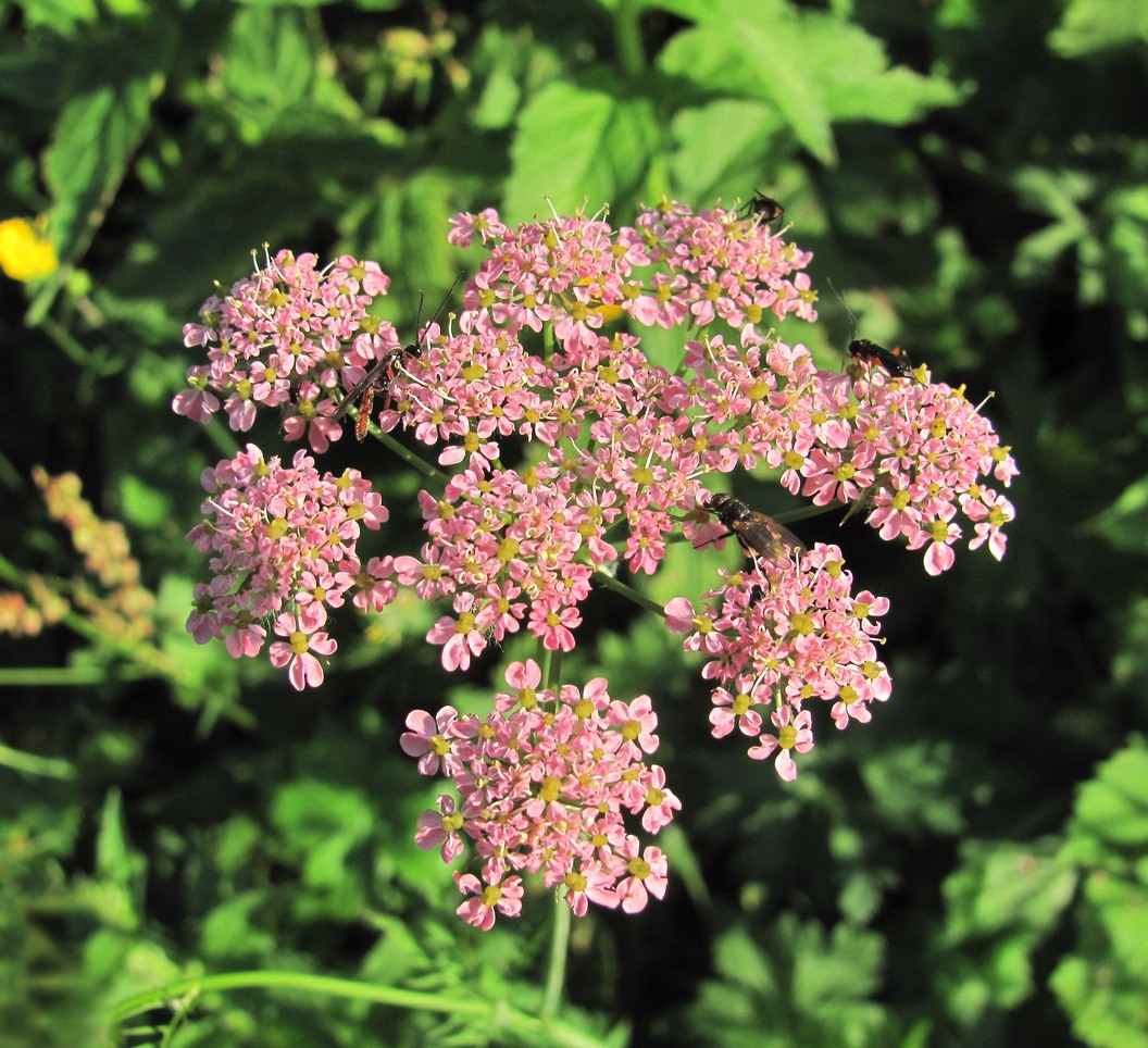 Изображение особи Chaerophyllum rubellum.