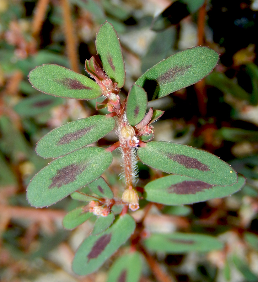 Image of Euphorbia maculata specimen.