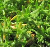 Minuartia imbricata