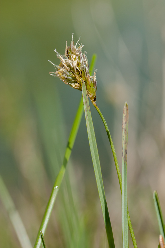 Image of Sesleria caerulea specimen.