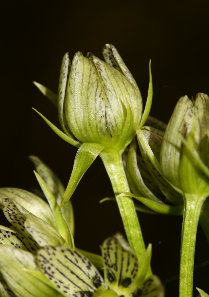 Image of Swertia veratroides specimen.