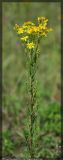 Senecio jacobaea