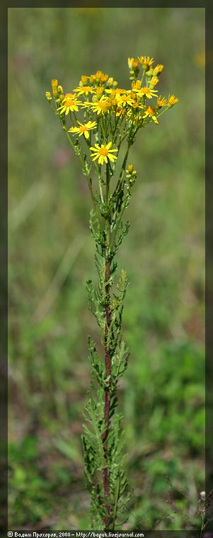 Изображение особи Senecio jacobaea.