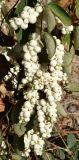 Symphoricarpos разновидность laevigatus