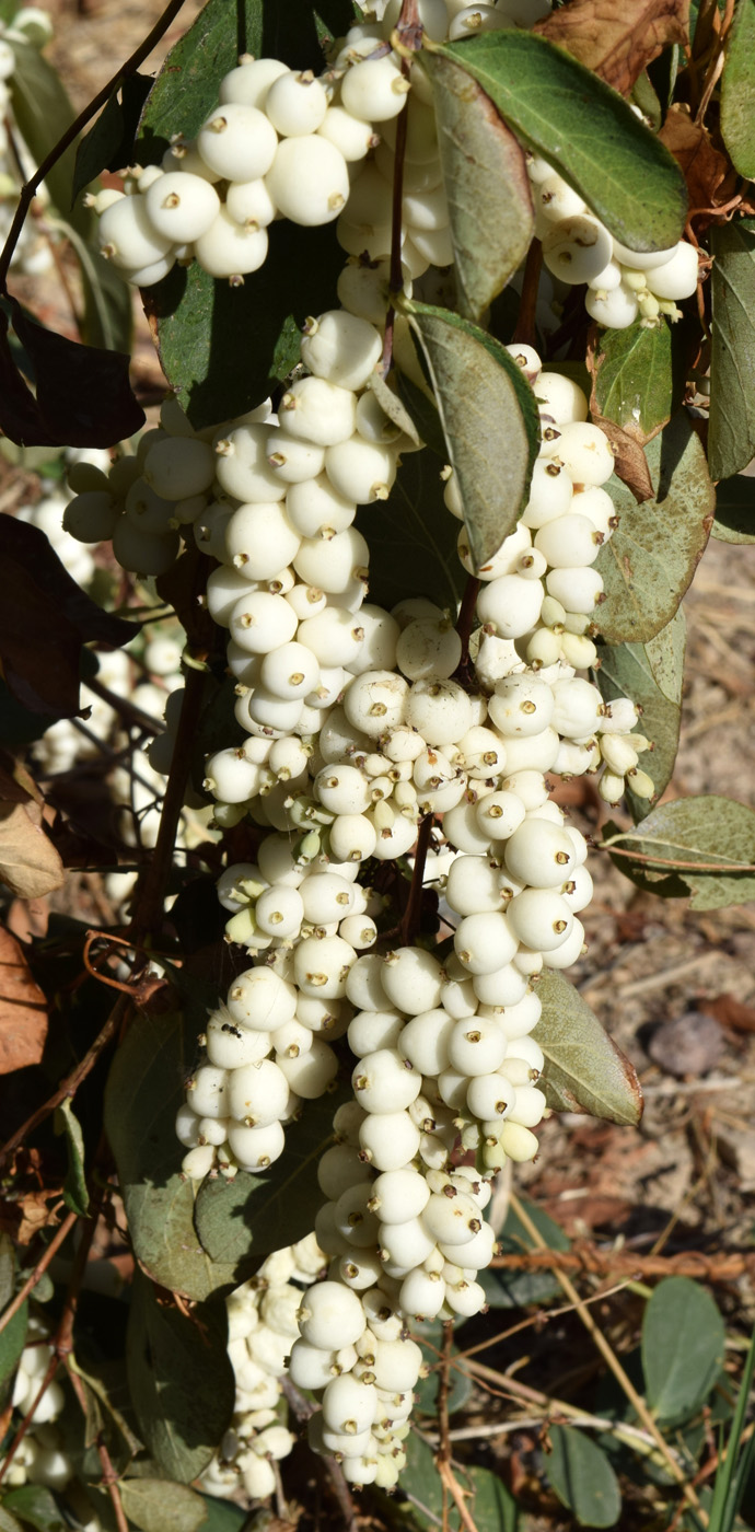 Image of Symphoricarpos albus var. laevigatus specimen.
