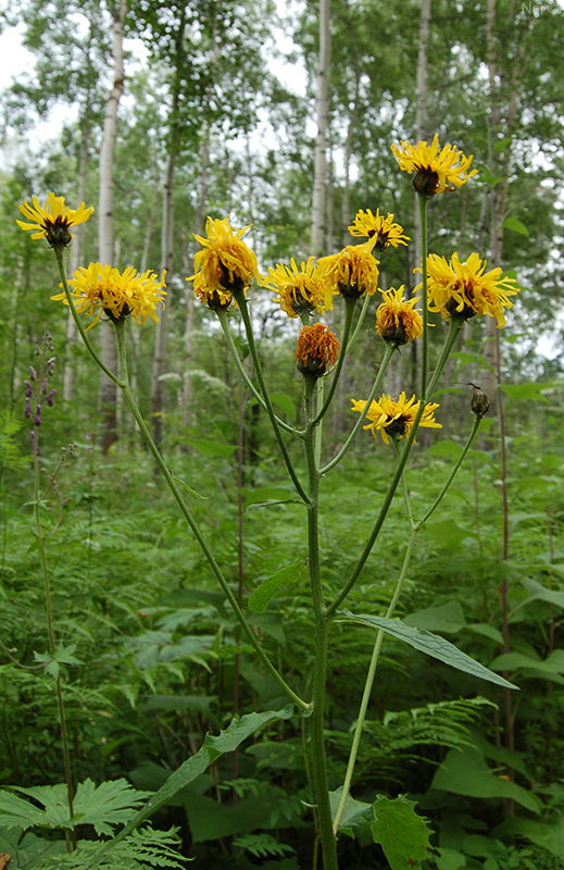 Изображение особи Crepis sibirica.