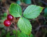 Rubus saxatilis. Соплодие и лист. Пермский край, Оханский р-н, левый берег р. Кама, Кунчурихинский бор; тенистая опушка в смешанном сосново-липовом лесу. 03.09.2016.