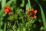 Adonis parviflora