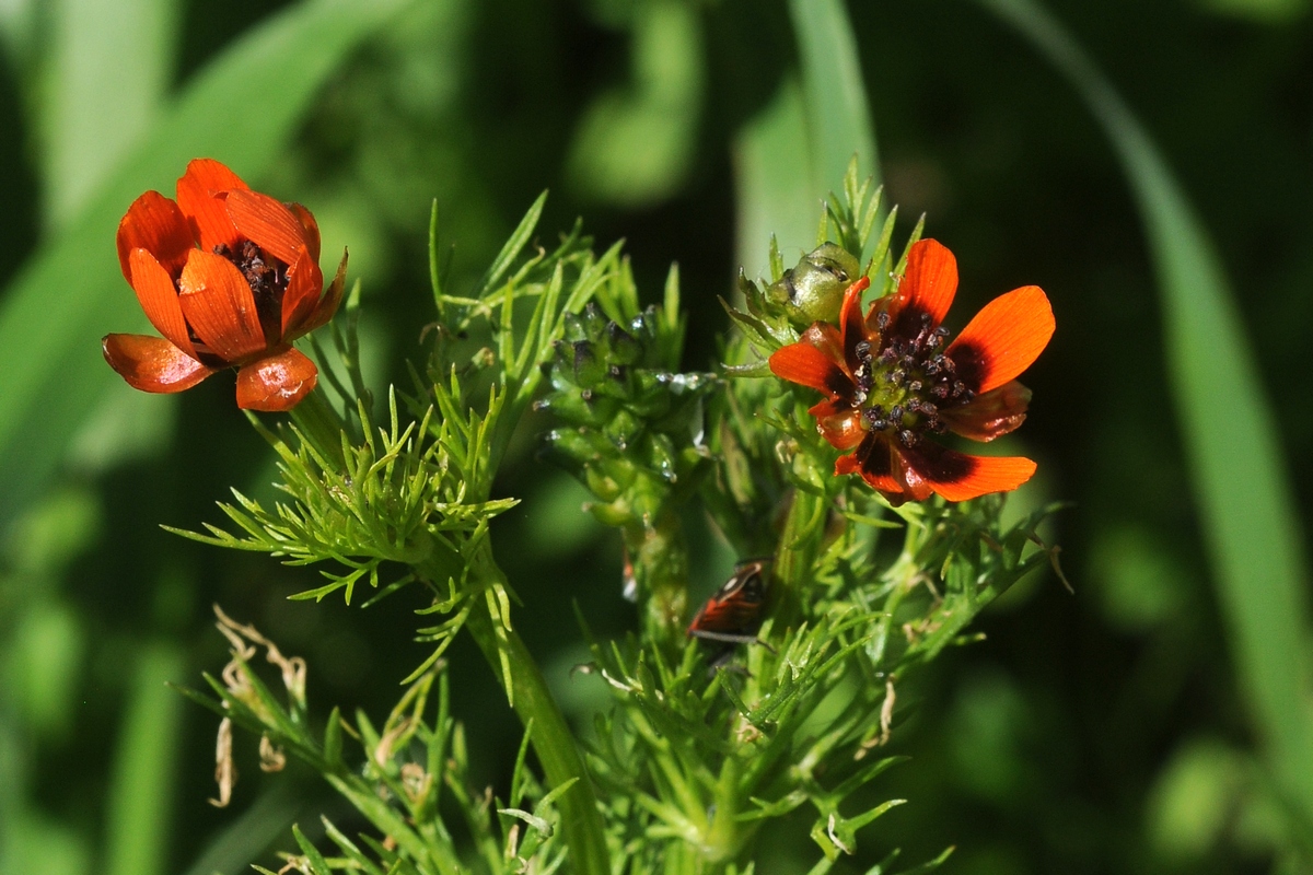 Изображение особи Adonis parviflora.