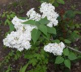 Syringa vulgaris