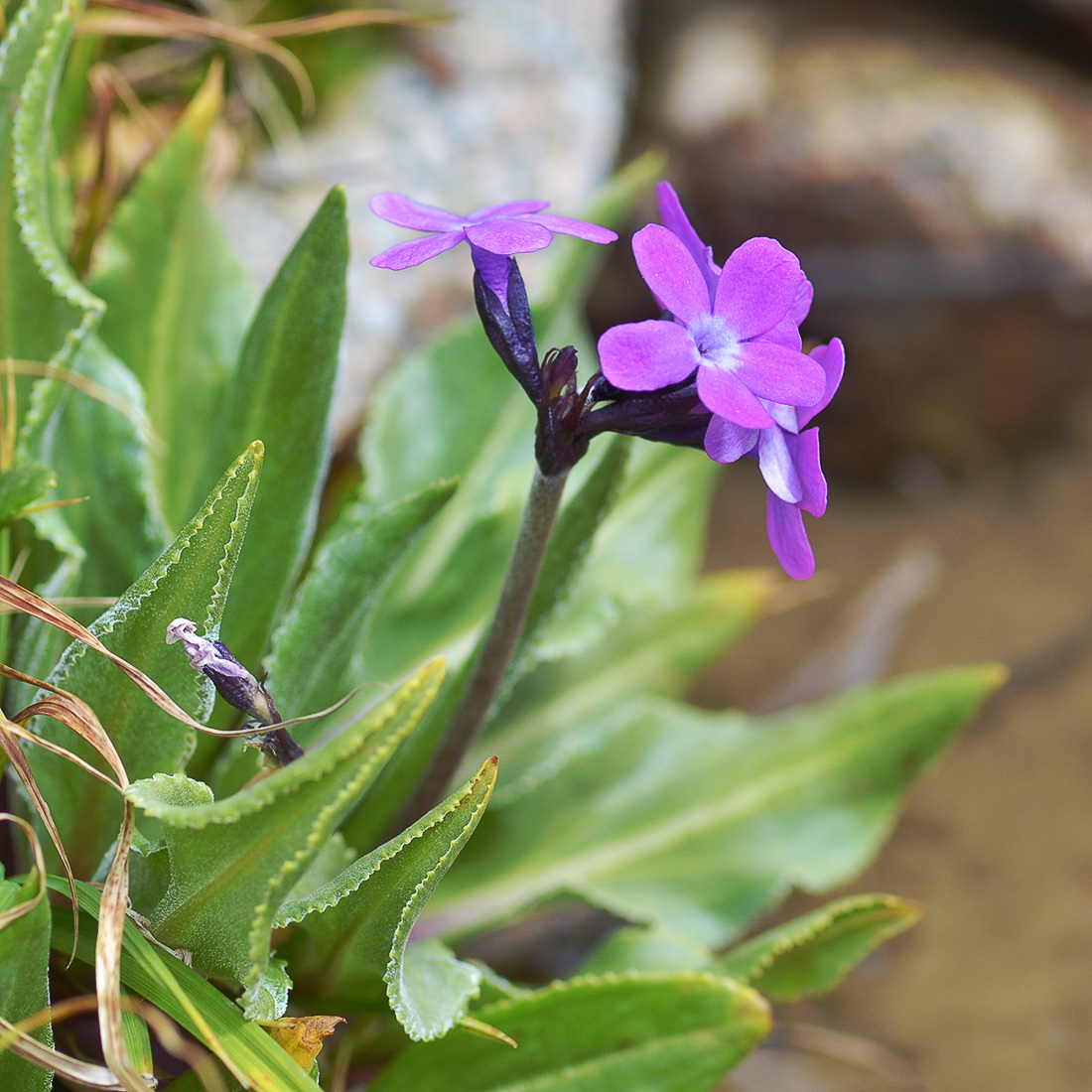 Изображение особи Primula turkestanica.