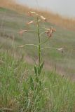 Hesperis tristis. Цветущее растение. Западный Крым, южный берег оз. Кызыл-Яр. 25.04.2016.