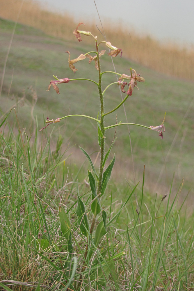 Image of Hesperis tristis specimen.