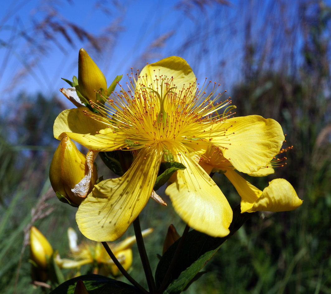 Изображение особи Hypericum ascyron.