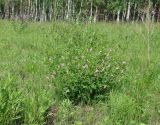 Vicia nervata