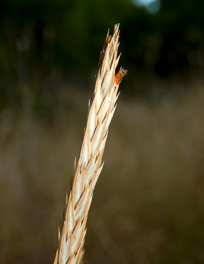 Image of Crucianella angustifolia specimen.