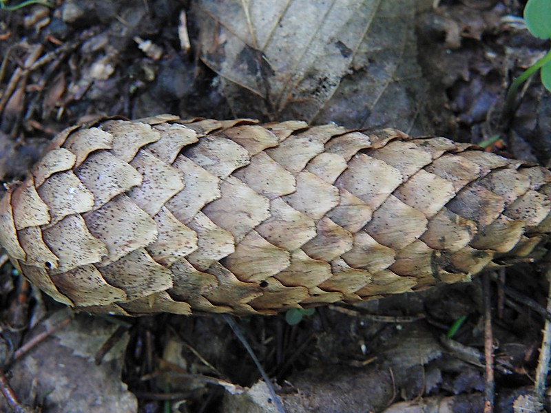 Image of Picea abies specimen.