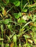 Campanula altaica. Нижняя часть цветущего растения. Восточный Казахстан, Кокпектинский р-н, 25 км в горы от с. Пантелеймоновка, ≈ 1000 м н.у.м., луг. 12.06.2016.