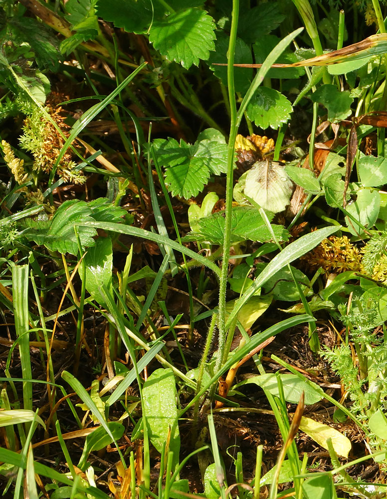 Image of Campanula altaica specimen.