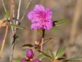 Rhododendron dauricum