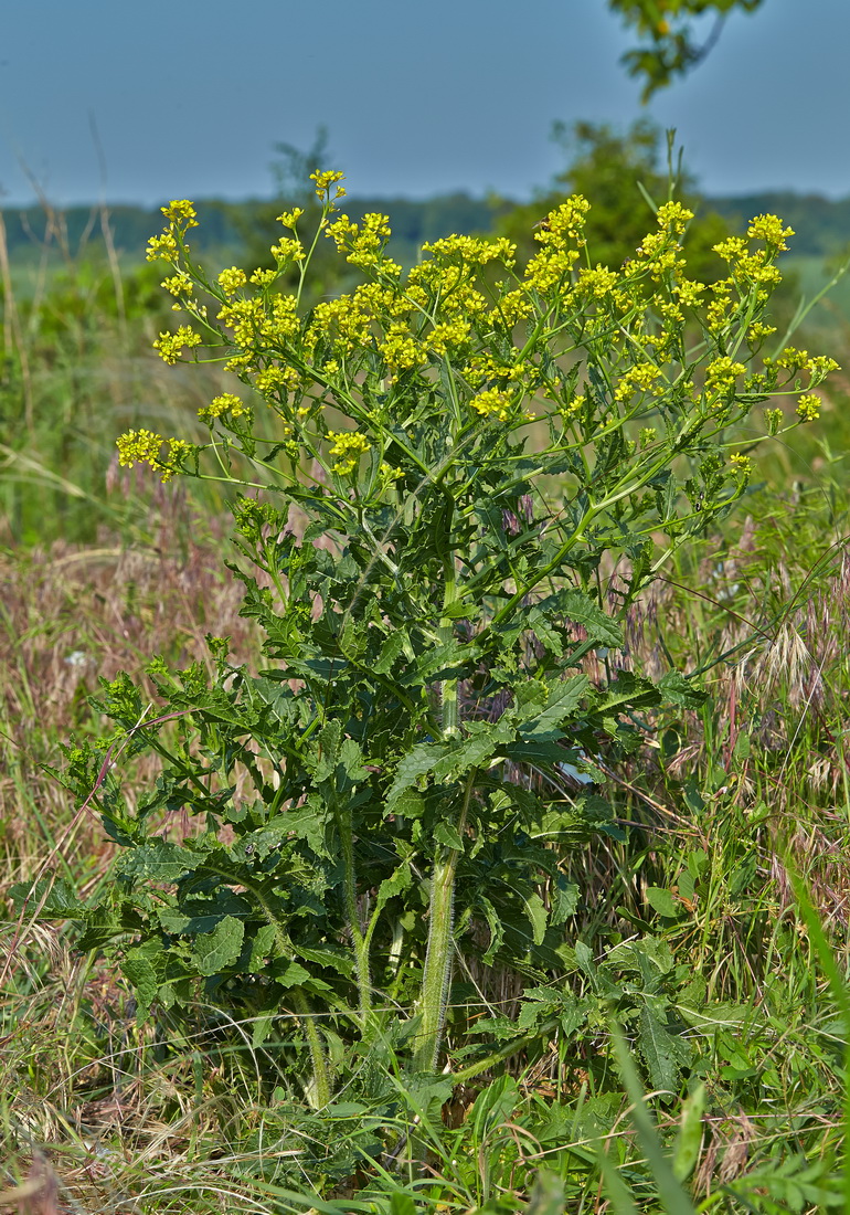 Изображение особи Rapistrum perenne.