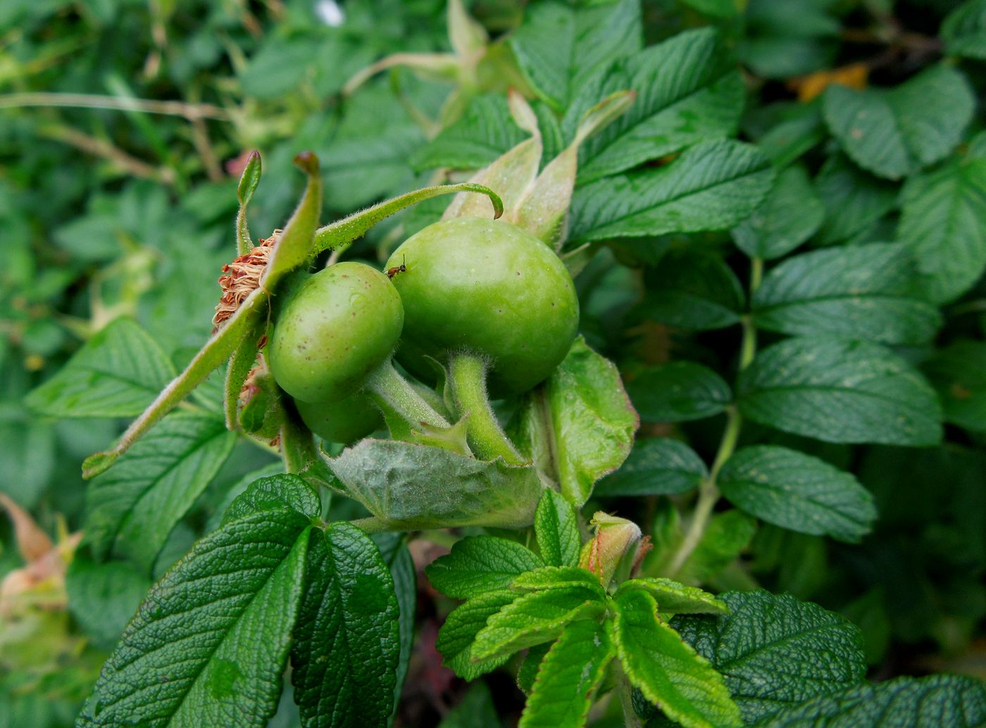 Изображение особи Rosa rugosa.