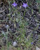 genus Campanula