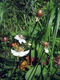 Parnassia palustris. Верхушки цветущих и плодоносящих растений. Свердловская обл., окр. г. Североуральск, окраина болота. 21.08.2007.