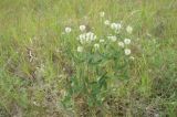 Trifolium montanum