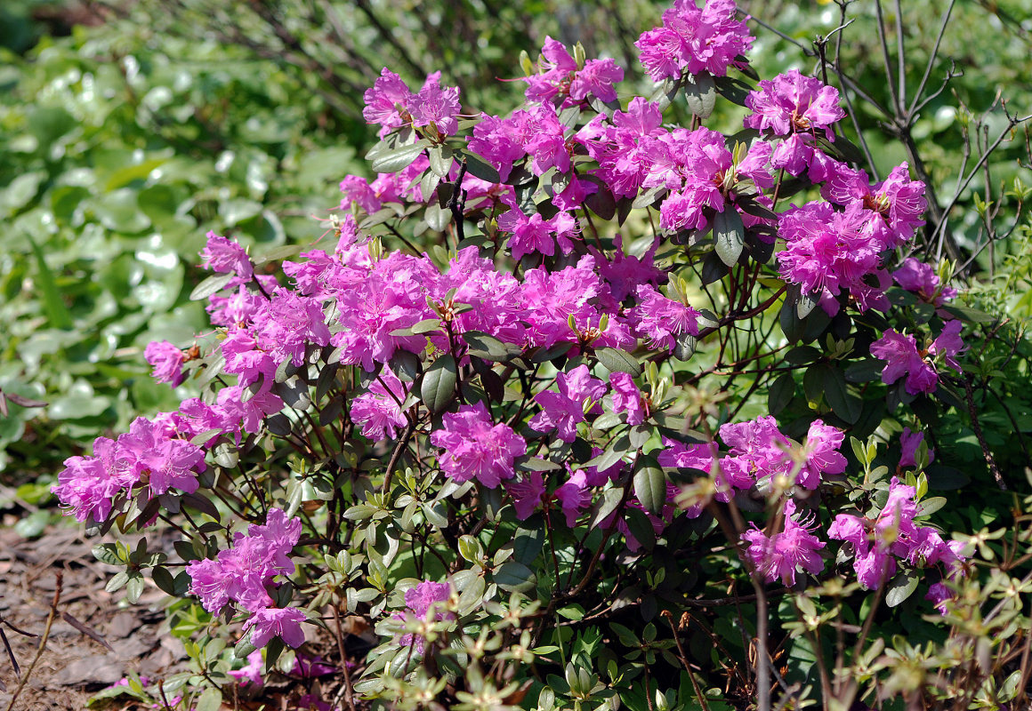 Изображение особи Rhododendron ledebourii.