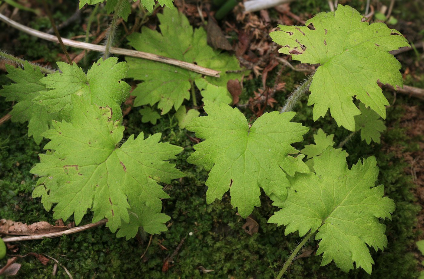 Изображение особи Cortusa sachalinensis.