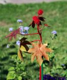 Ricinus communis. Верхушка плодоносящего растения. Москва, парк \"Коломенское\", в культуре. 22.07.2007.