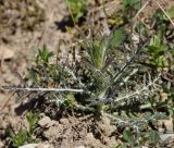 Crupina crupinastrum